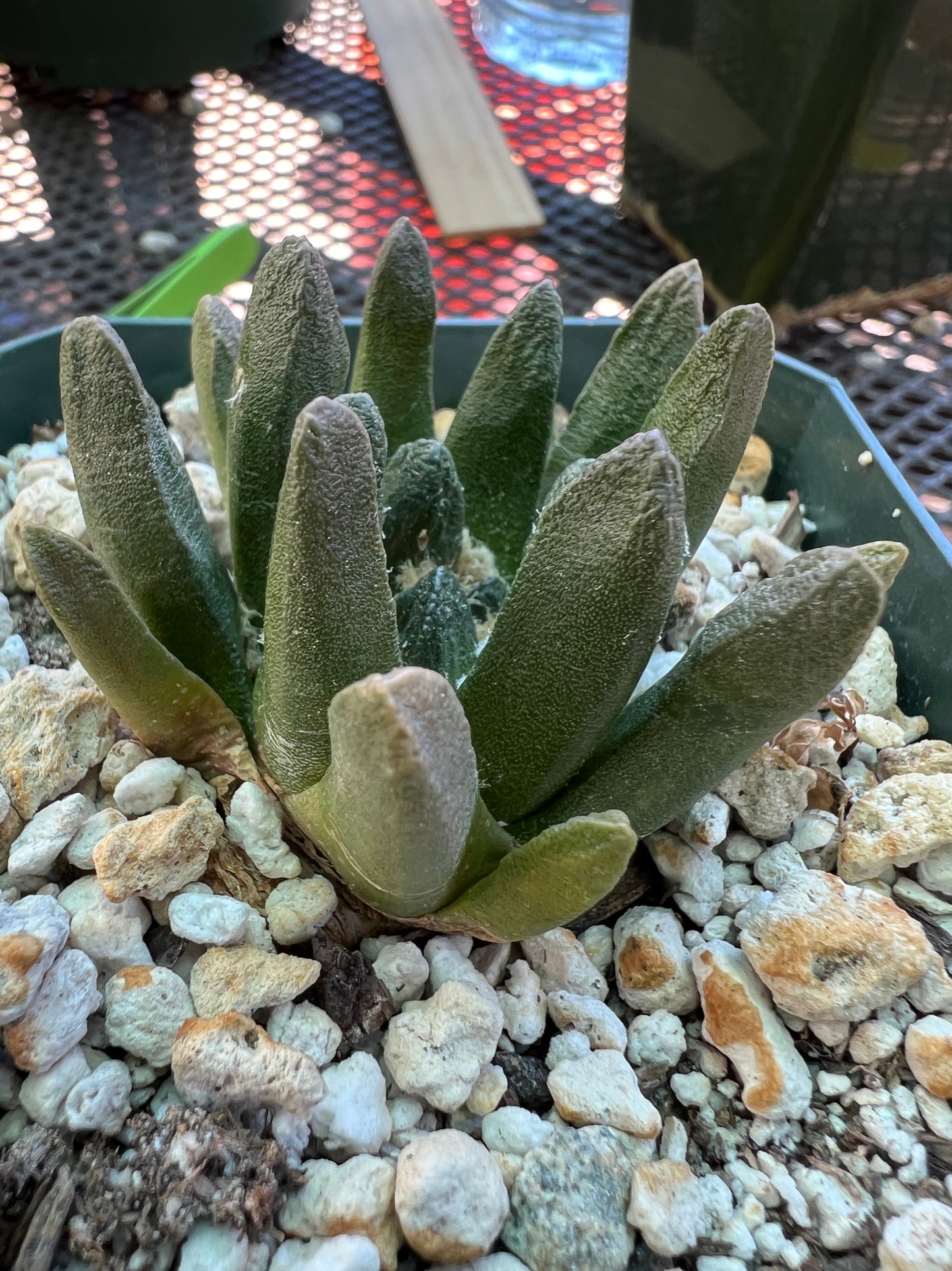 Ariocarpus scapharostris cactus rare in 3.25 inch pot nice