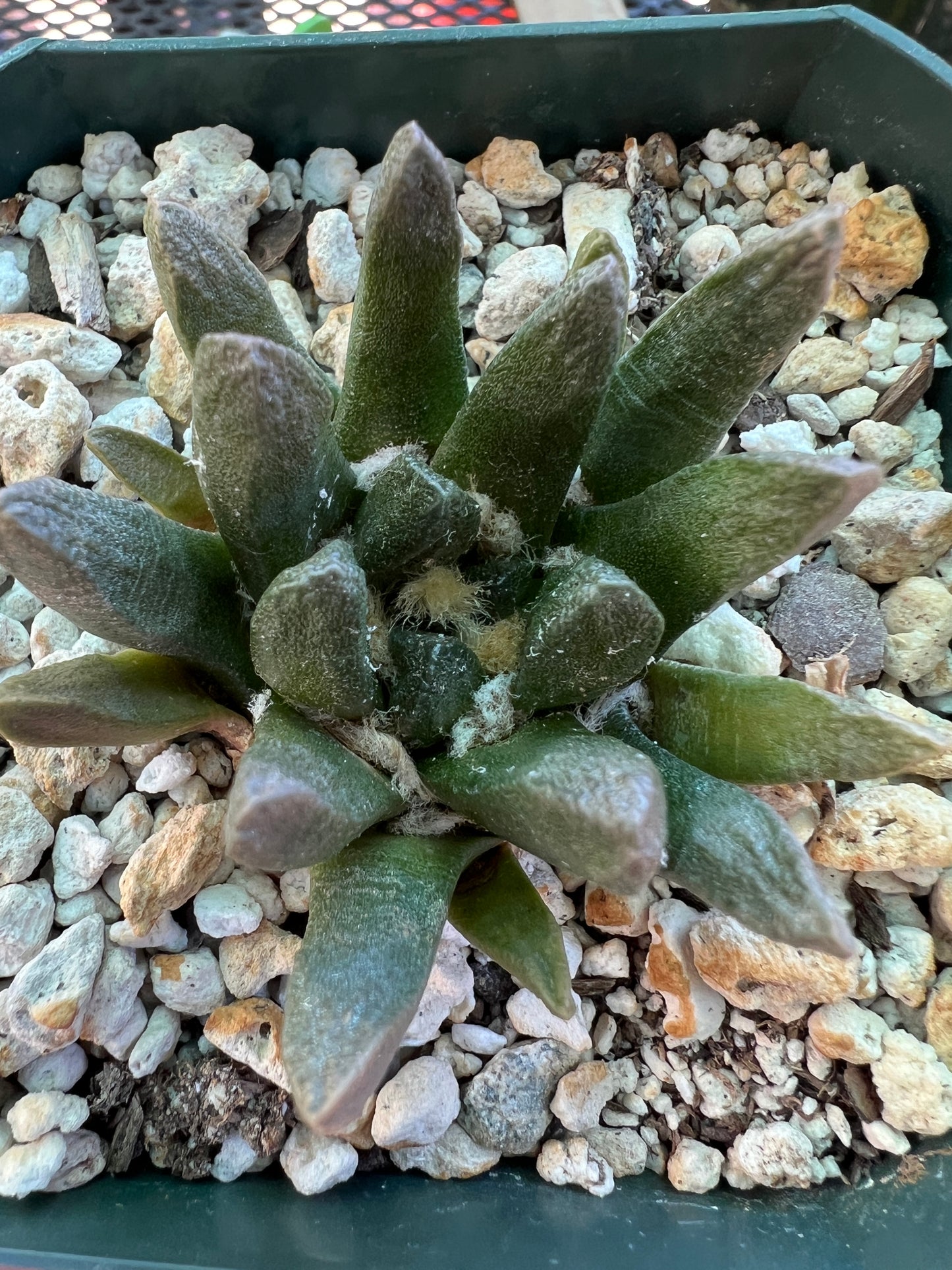 Ariocarpus scapharostris cactus rare in 3.25 inch pot nice