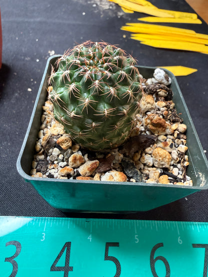 Sulcorebutia bicolor 564
