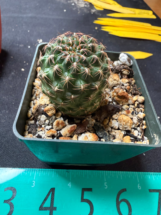 Sulcorebutia bicolor 564