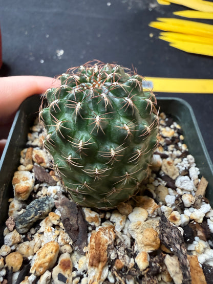 Sulcorebutia bicolor 564