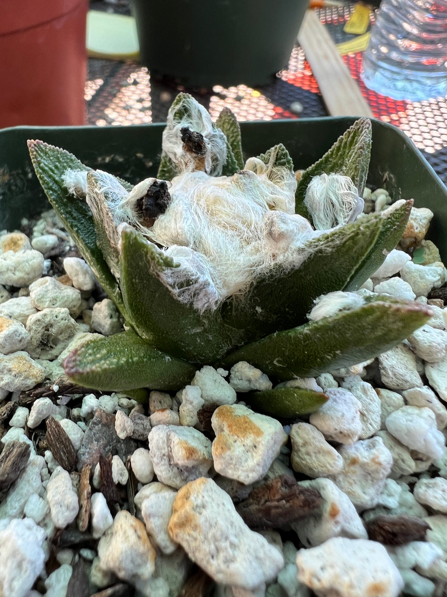 Ariocarpus bravoanus cactus in 3.25 inch pot