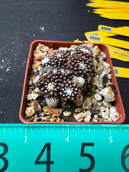 Copiapoa tennuissima starry night 753