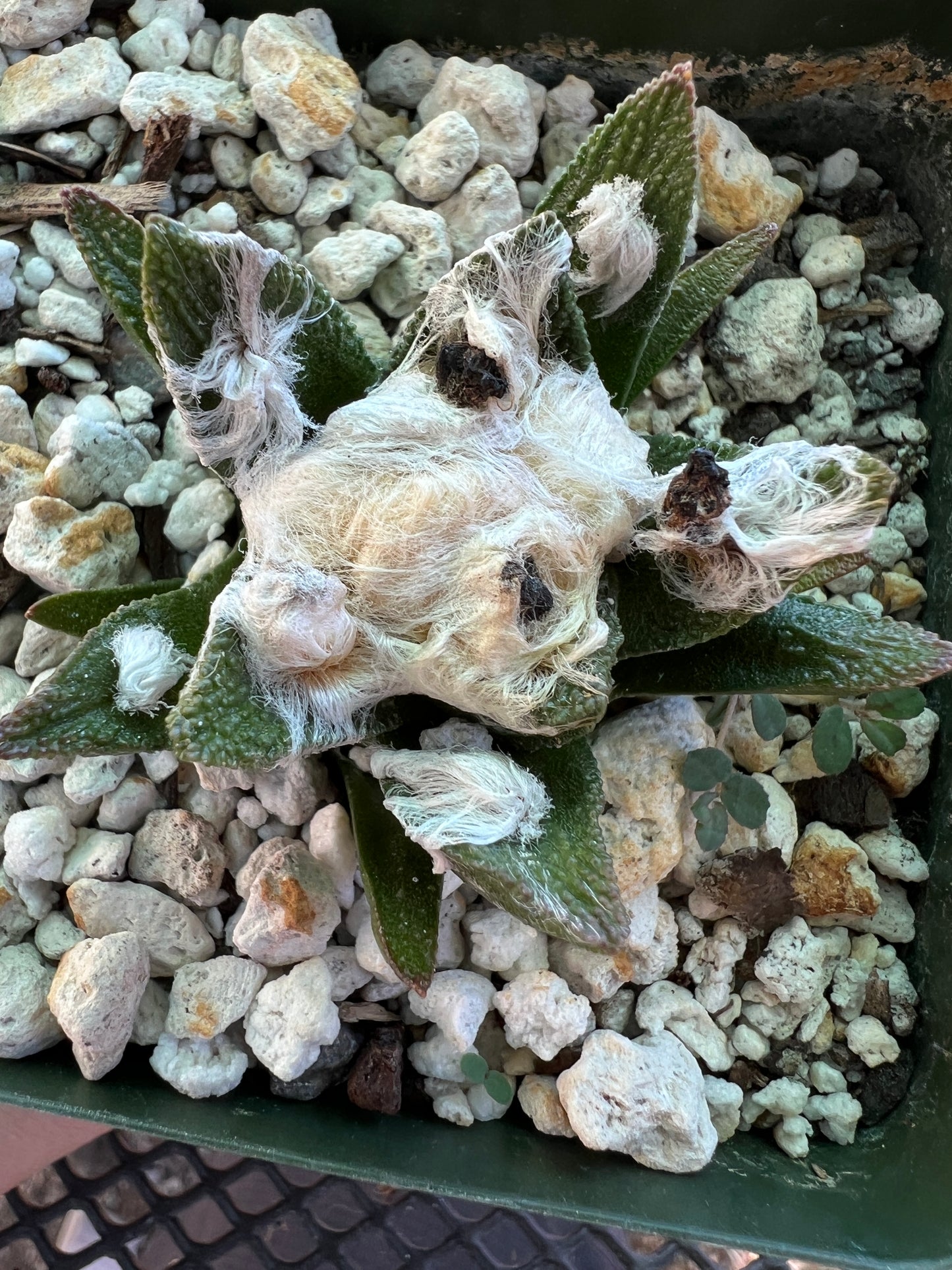 Ariocarpus bravoanus cactus in 3.25 inch pot