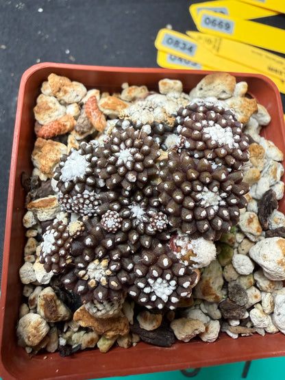 Copiapoa tennuissima starry night 753