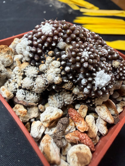 Copiapoa tennuissima starry night 753