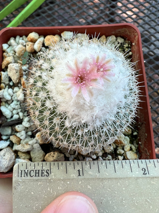 Epithelantha unguispina cactus in 2.75 inch pot