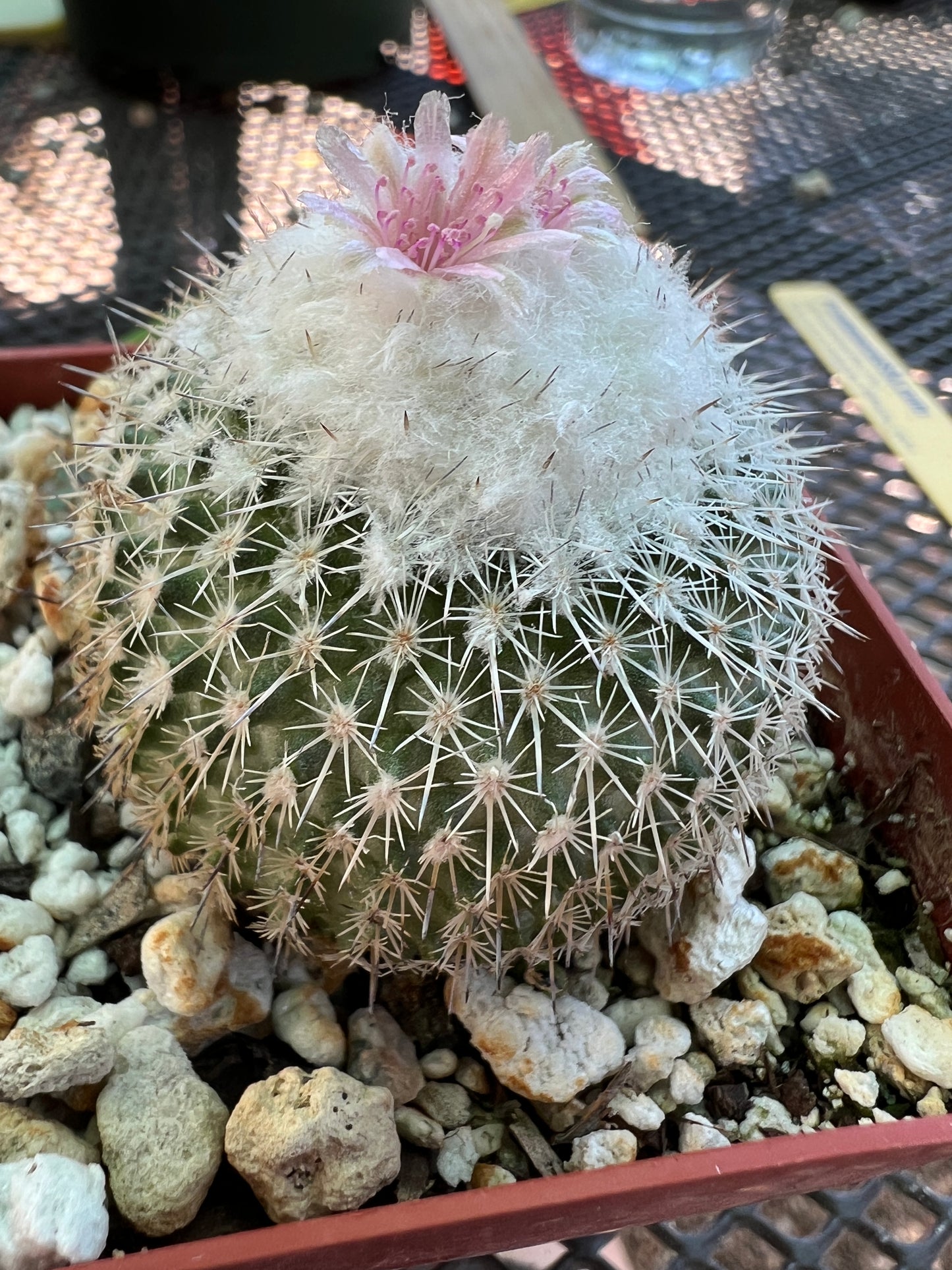 Epithelantha unguispina cactus in 2.75 inch pot