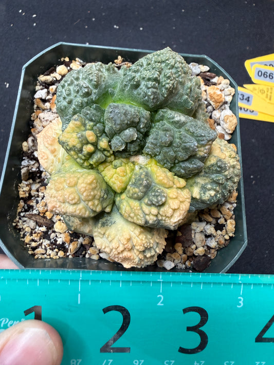 Ariocarpus Godzilla variegated on short graft 4260