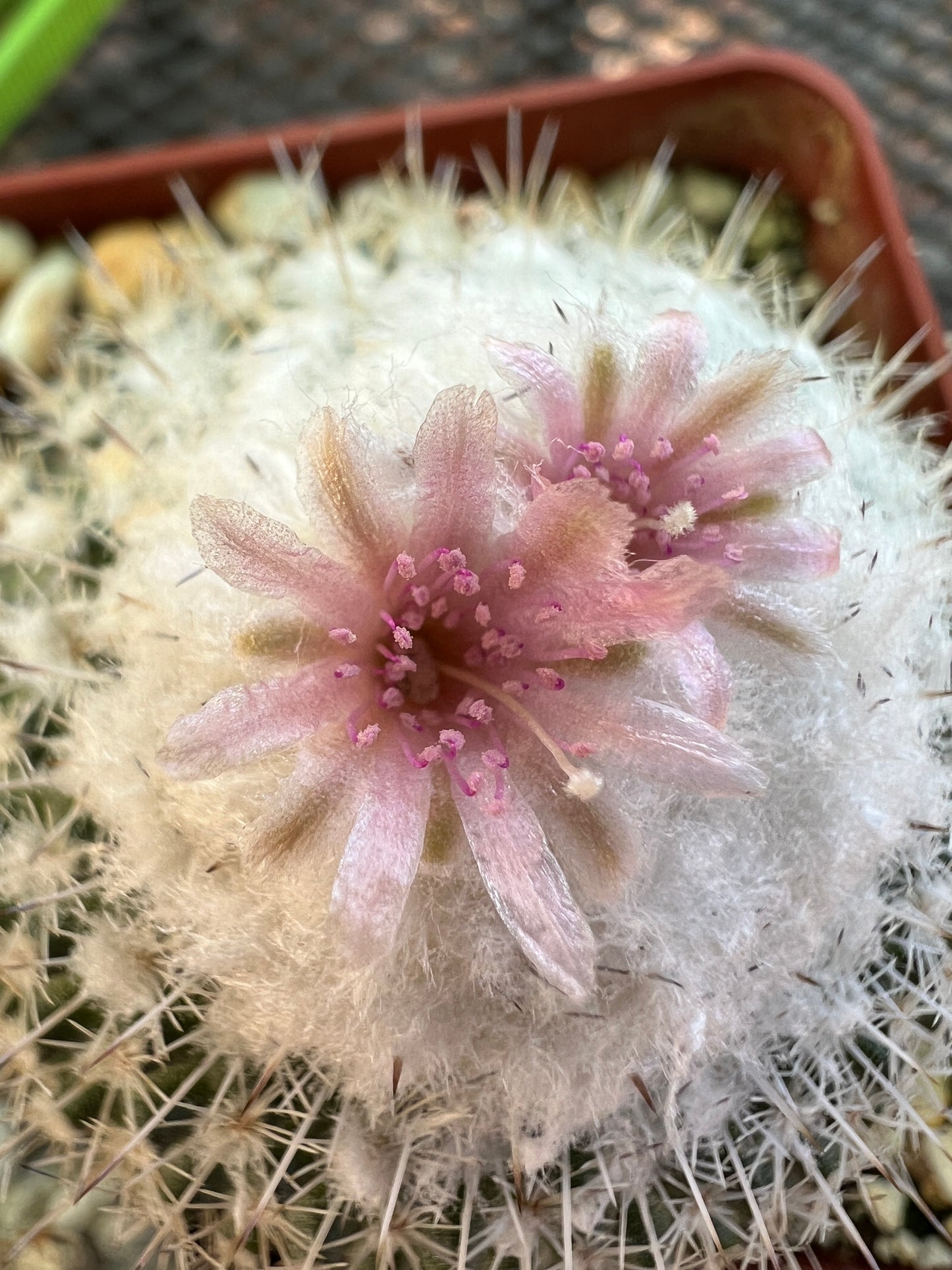 Epithelantha unguispina cactus in 2.75 inch pot