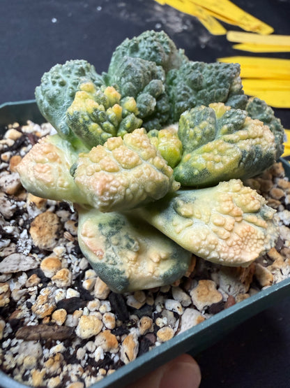 Ariocarpus Godzilla variegated on short graft 4260
