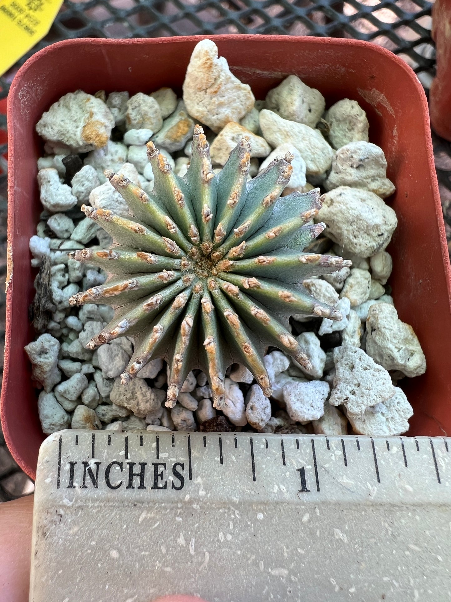 Geohintonia mexicana rare cactus in 2 inch pot #1