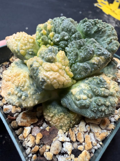 Ariocarpus Godzilla variegated on short graft 4260