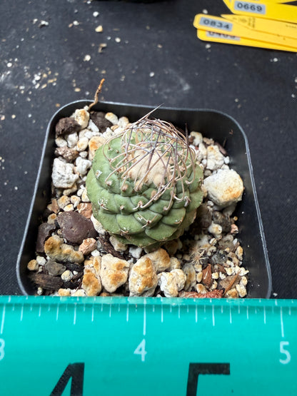 Strombocactus disciformis 683