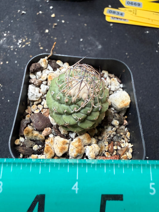 Strombocactus disciformis 683
