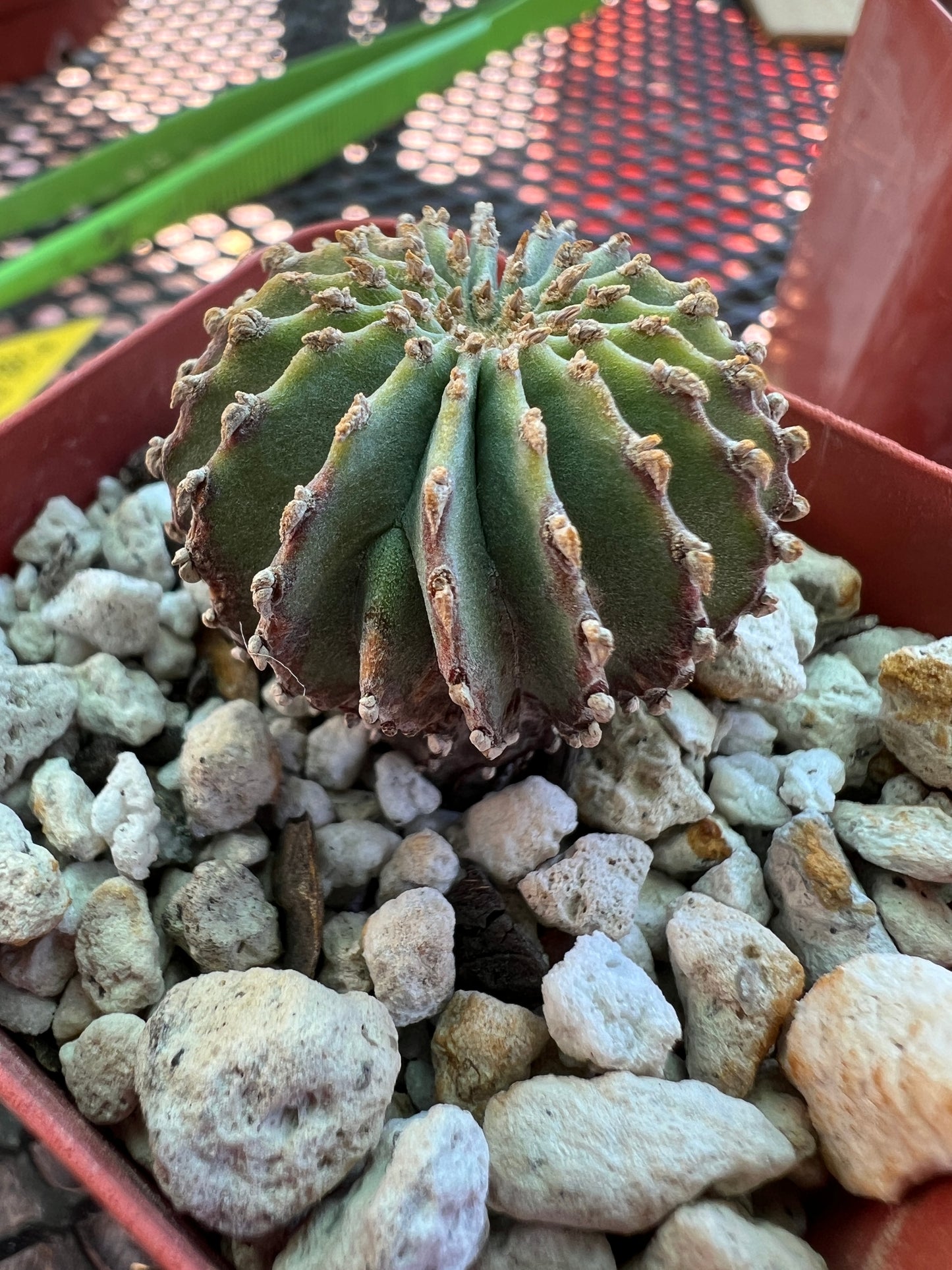 Geohintonia mexicana rare cactus in 2 inch pot #1