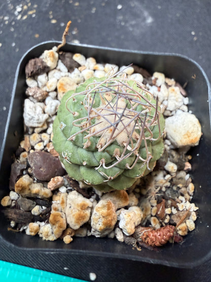 Strombocactus disciformis 683