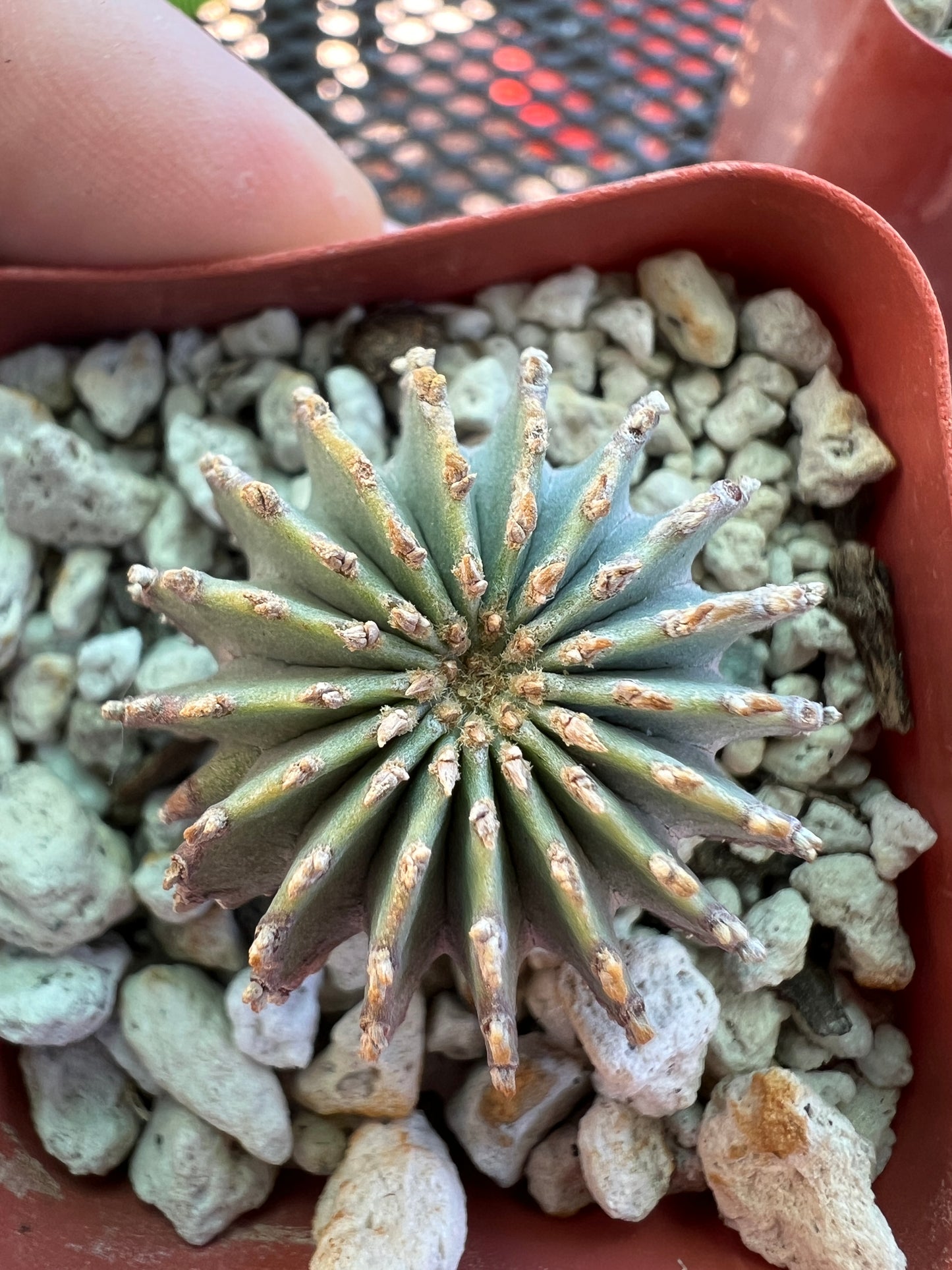 Geohintonia mexicana rare cactus in 2 inch pot #1