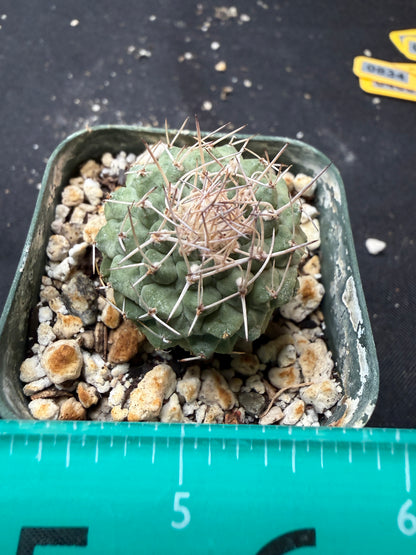 Strombocactus disciformis 669
