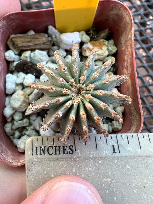 Geohintonia mexicana cactus rare #2