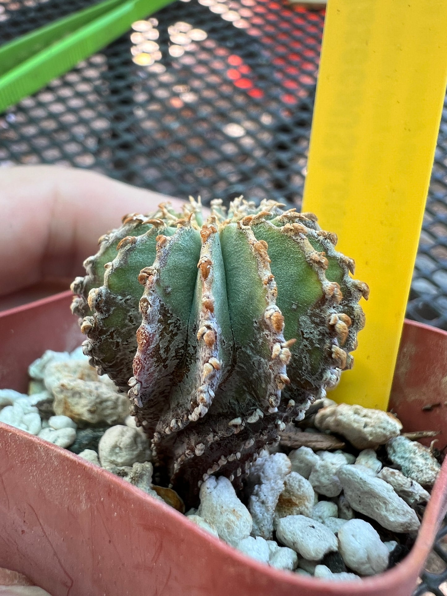 Geohintonia mexicana cactus rare #2