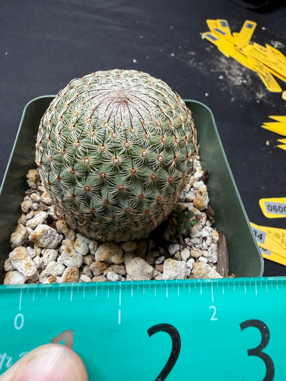 Mammillaria huitzlopochtlii 582