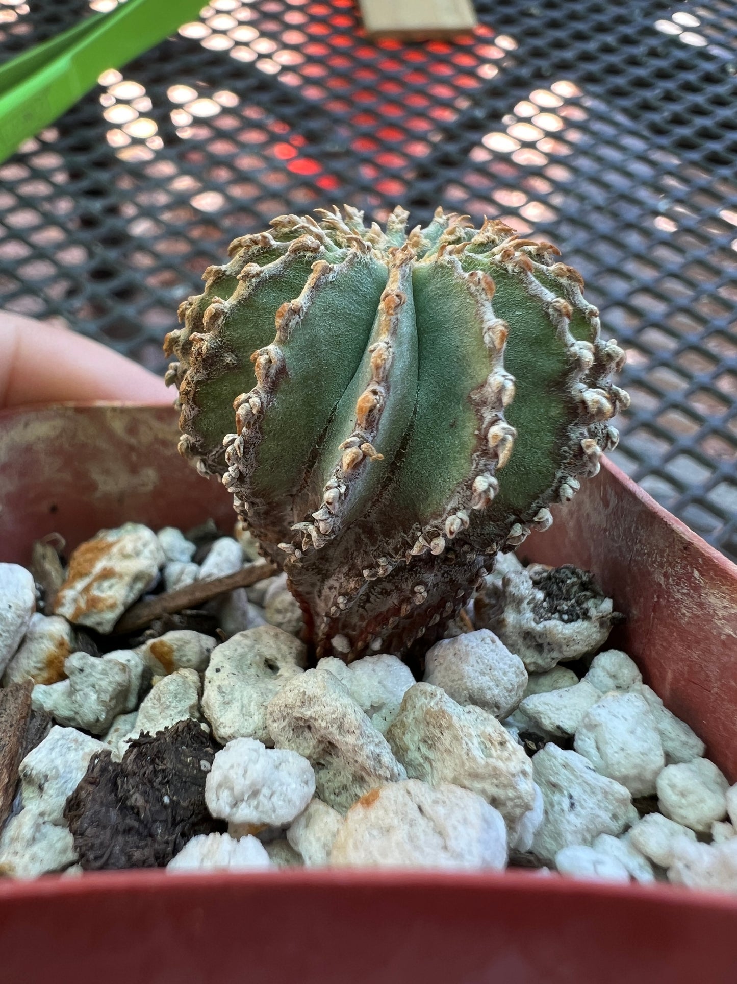 Geohintonia mexicana cactus rare #2