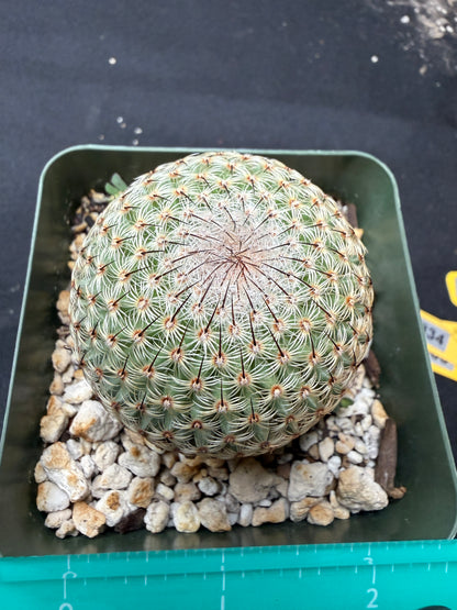 Mammillaria huitzlopochtlii 582
