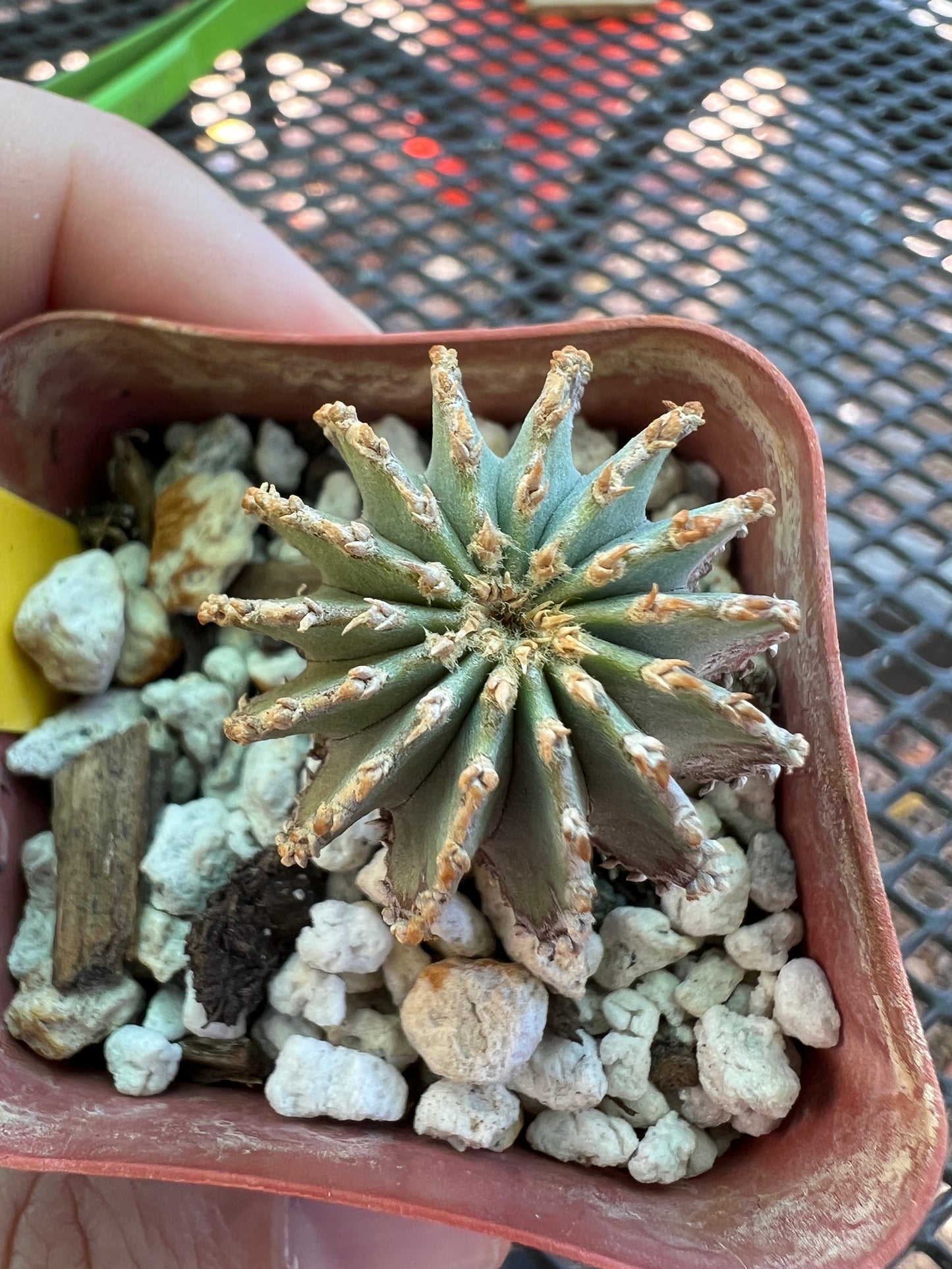 Geohintonia mexicana cactus rare #2