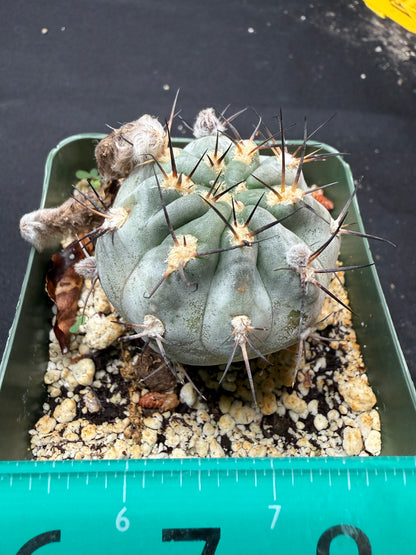 Acanthocalycium glaucum 600