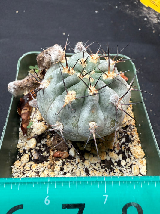 Acanthocalycium glaucum 600