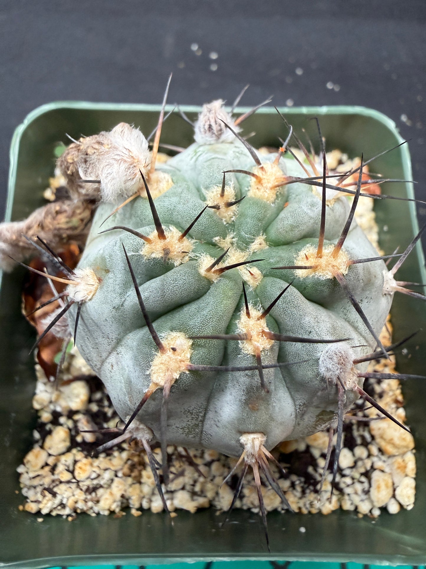 Acanthocalycium glaucum 600