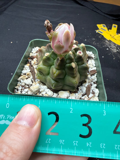 Gymnocalycium transformer 834