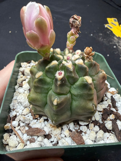 Gymnocalycium transformer 834