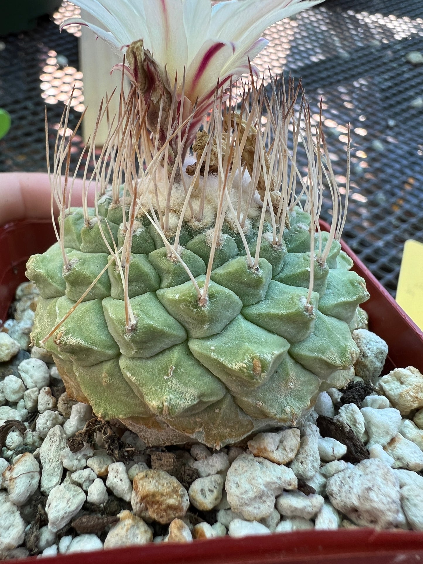 Strombocactus disciformis cactus in 2.75 inch pot over 2 inch size big