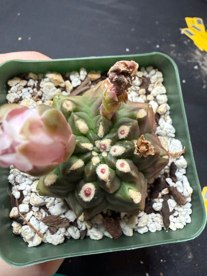 Gymnocalycium transformer 834