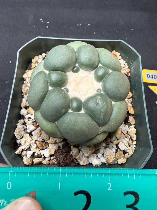 Coryphantha Elephantidens inermis 403