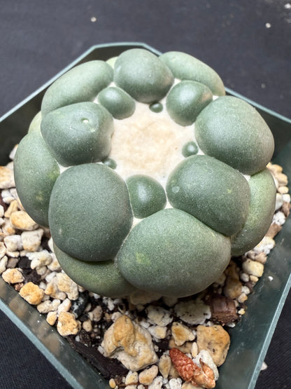 Coryphantha Elephantidens inermis 403