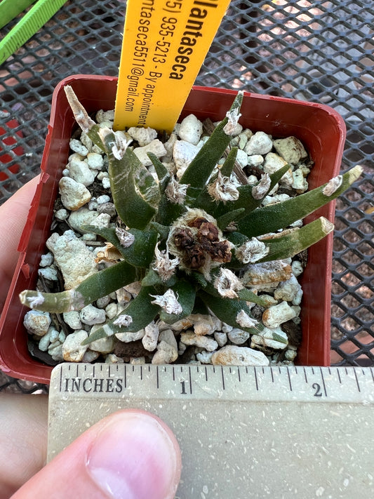 Ariocarpus agavoides cactus nice plant