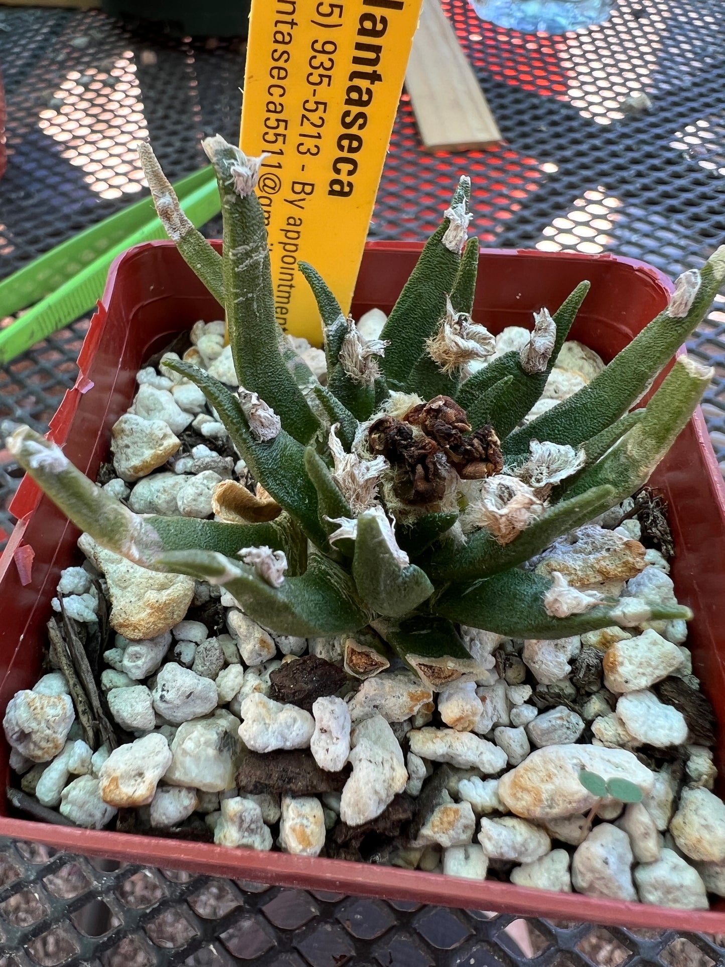 Ariocarpus agavoides cactus nice plant