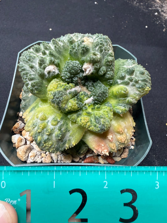 Ariocarpus Godzilla variegated on short graft 1542