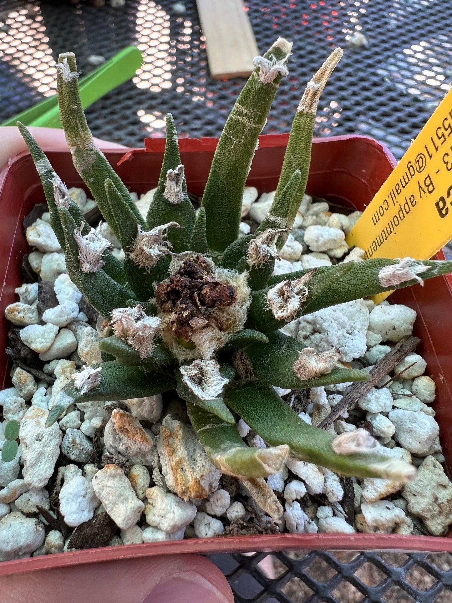 Ariocarpus agavoides cactus nice plant