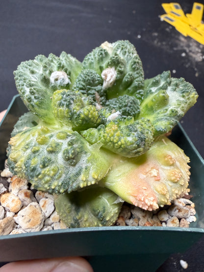 Ariocarpus Godzilla variegated on short graft 1542
