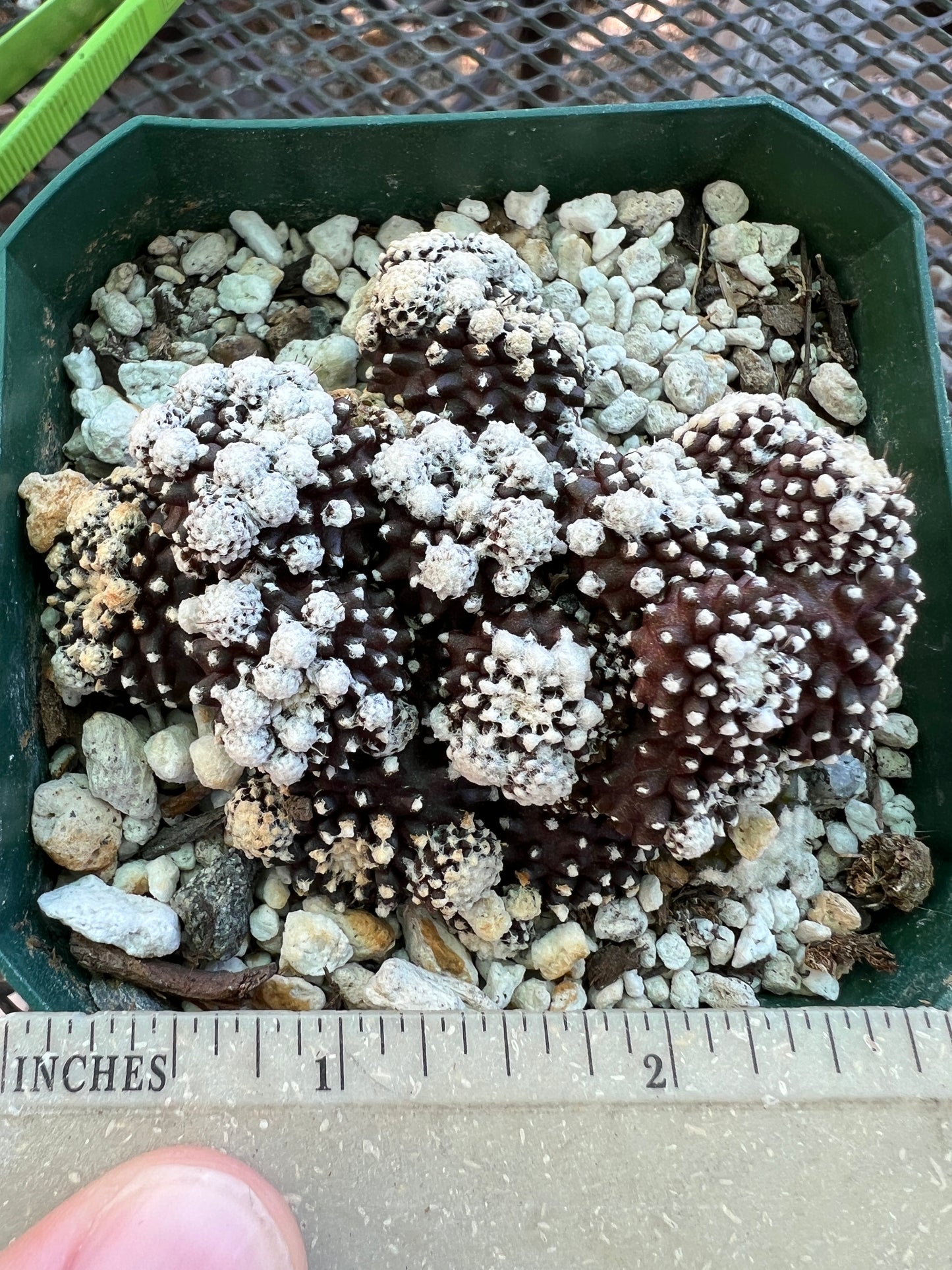 Copiapoa tennuissima monstrose cv. Starry night rare cactus