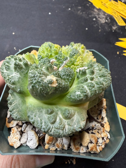 Ariocarpus Godzilla variegated on short graft 1542