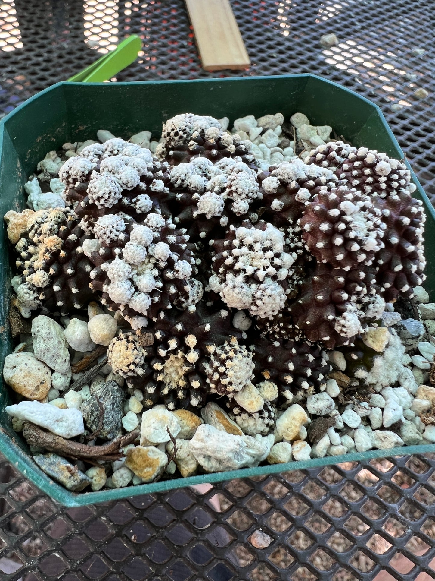 Copiapoa tennuissima monstrose cv. Starry night rare cactus