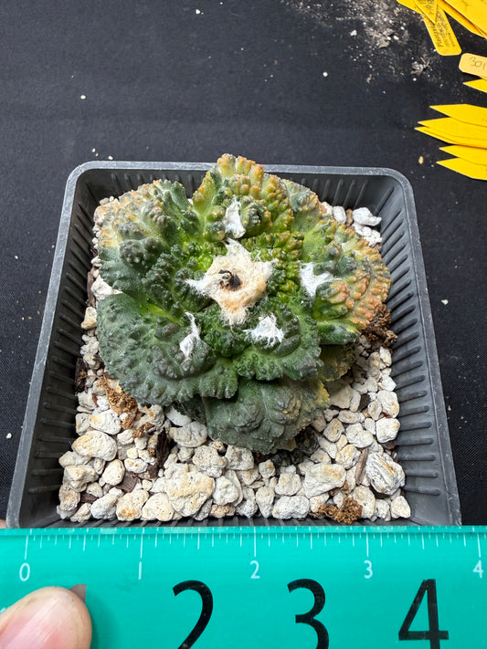Ariocarpus Godzilla variegated on short graft 4094