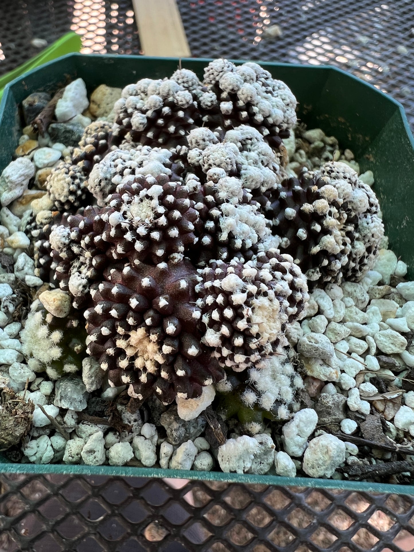 Copiapoa tennuissima monstrose cv. Starry night rare cactus