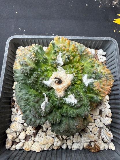 Ariocarpus Godzilla variegated on short graft 4094