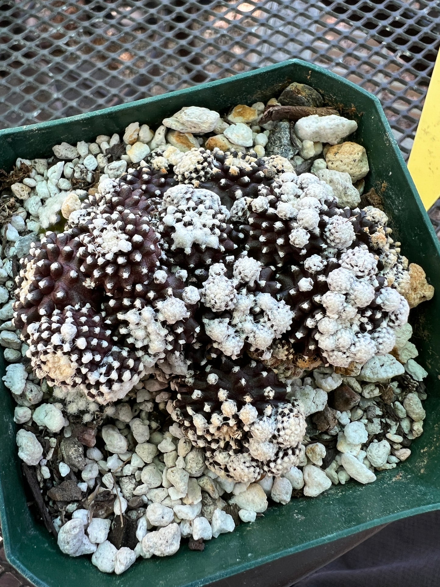 Copiapoa tennuissima monstrose cv. Starry night rare cactus